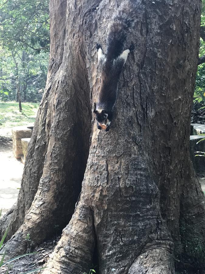 Falcons Nest Hotel Udawalawe Ngoại thất bức ảnh
